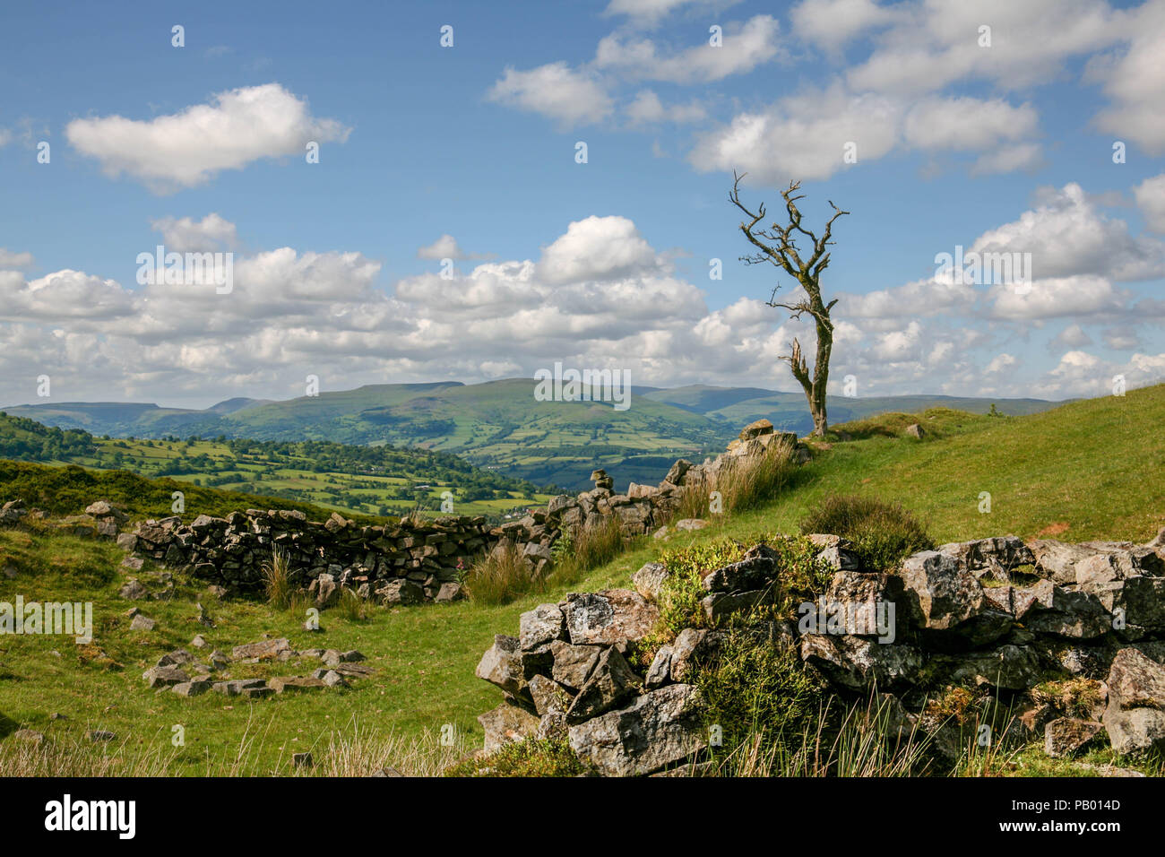 Un albero morto si affaccia la Usk Valley e il bordo southen della Montagna Nera. Visto dalla Pwl Du area in prossimità di Blaenavon. Foto Stock