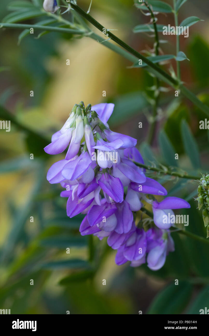 Blu fiori di pisello di estate perenne fioritura di capra;s rue, Galega officinalis Foto Stock