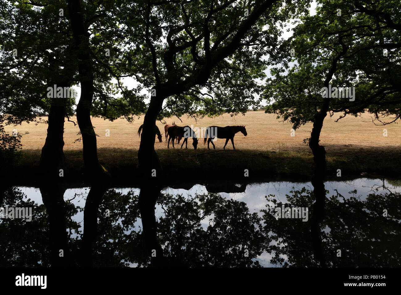 I cavalli rimangono all'ombra vicino al fresco della riva del canale sul canale di Newport Brecon. Foto Stock
