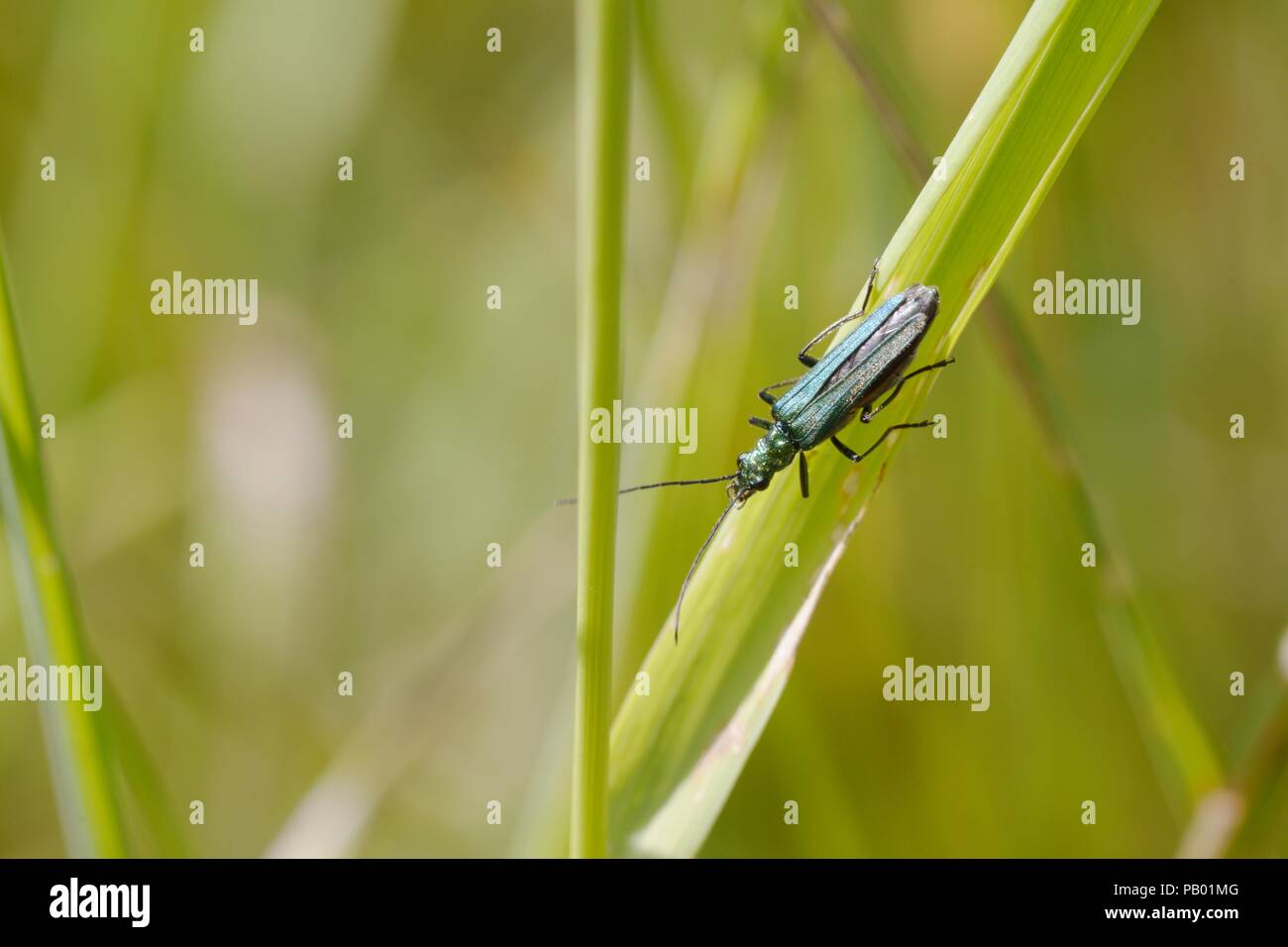 Femmina Oedemera nobilis beetle, Wales, Regno Unito Foto Stock