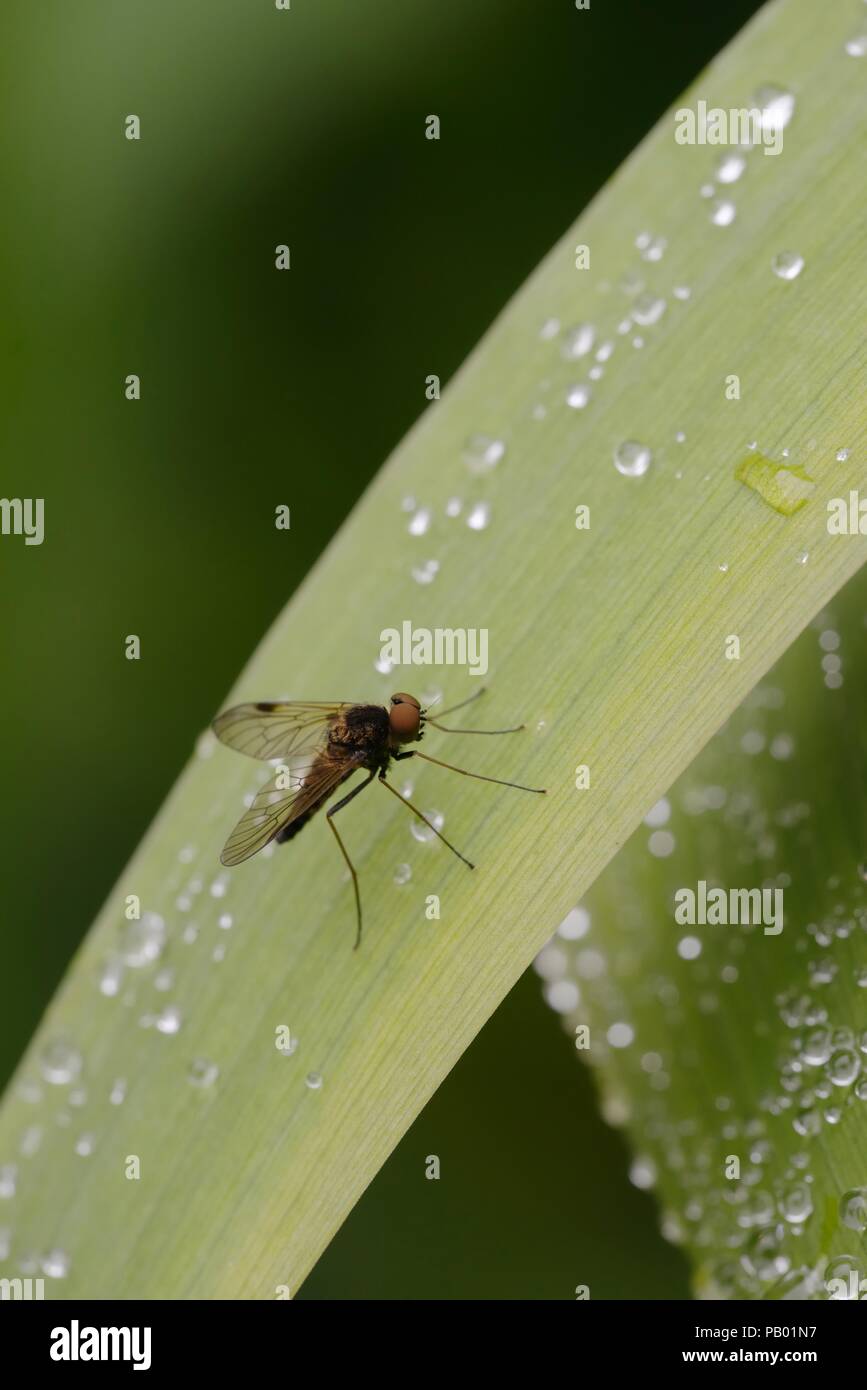 Snipe fly, Chrysopilus cristatus, Wales, Regno Unito. Foto Stock