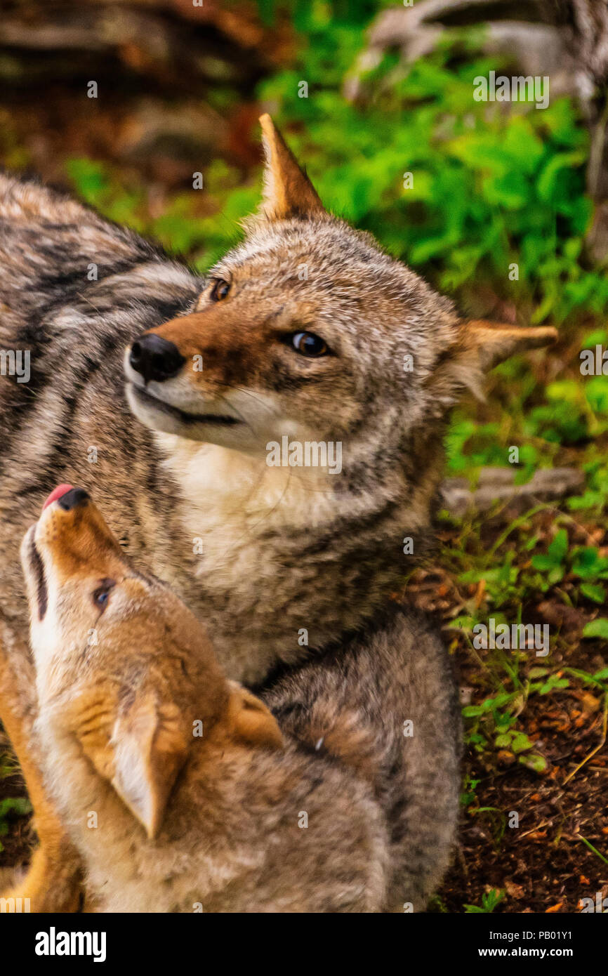 Coyote madre e Pup Foto Stock