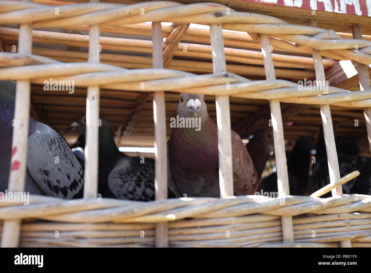 Pigeon voyageur Foto Stock