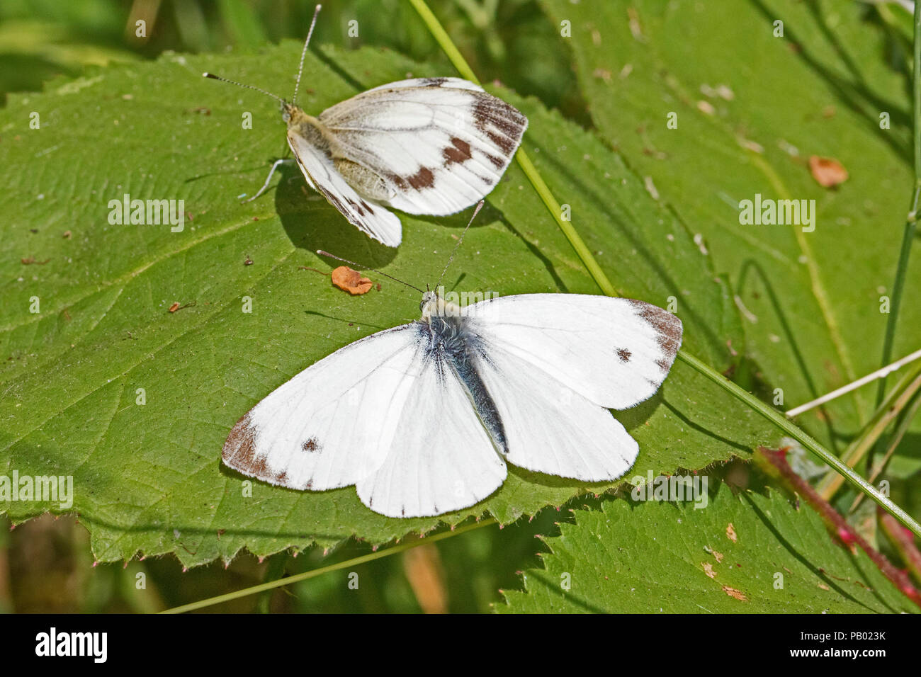 Maschio e femmina bianchi di piccole dimensioni (Sarcococca rapae) crogiolarsi su un Rovo foglie Foto Stock