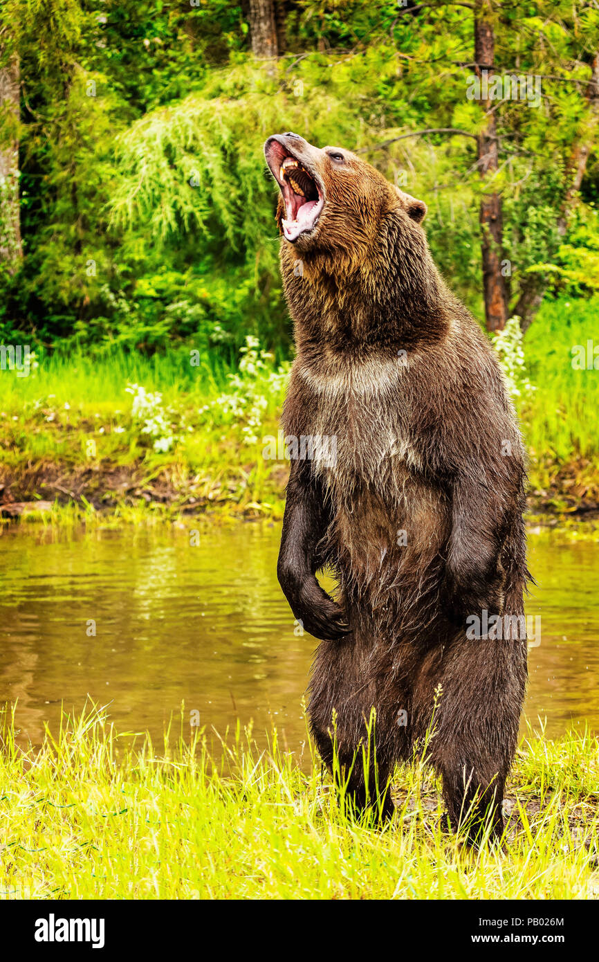 Orso grizzly e permanente ruggente Foto Stock
