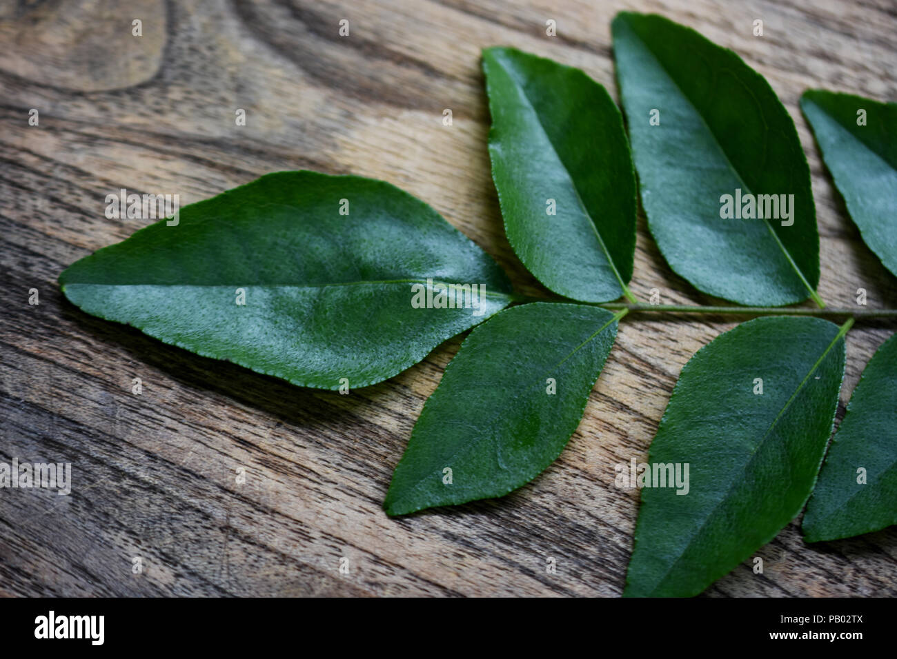 Foglie di curry su una superficie di legno Foto Stock