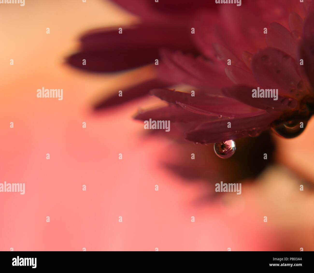 Raindrop su un petalo di mamma Foto Stock
