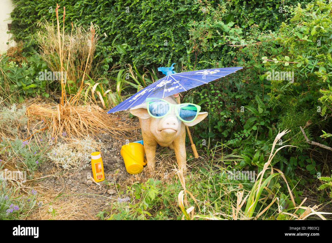Modello suino con crema solare, occhiali da sole, acqua e ombra in un giardino frontale, UK meteo Foto Stock