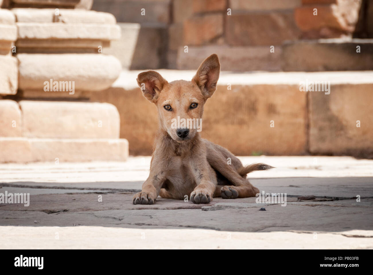 Indiano cane randagio con grandi orecchie che stabilisce nel tempio India Foto Stock