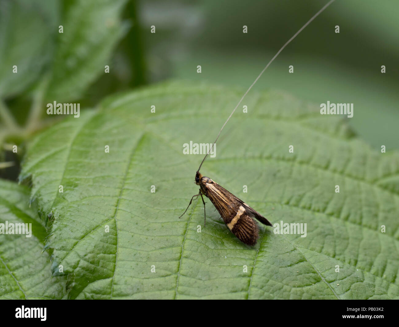 Giallo-sbarrate Longhorn Tarma Nemophora degeerella, singolo adulto in appoggio sulla lamina. Worcestershire, Regno Unito. Foto Stock