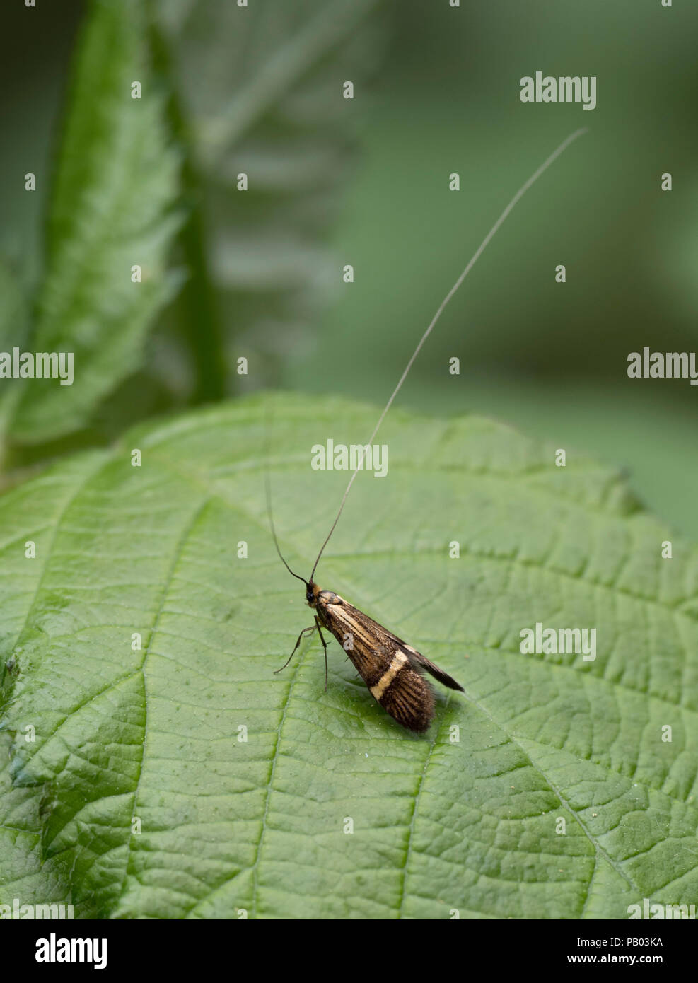 Giallo-sbarrate Longhorn Tarma Nemophora degeerella, singolo adulto in appoggio sulla lamina. Worcestershire, Regno Unito. Foto Stock