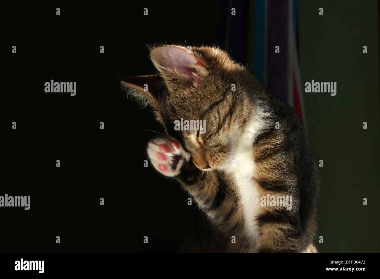 Tabby gattino e lo sfondo scuro Foto Stock
