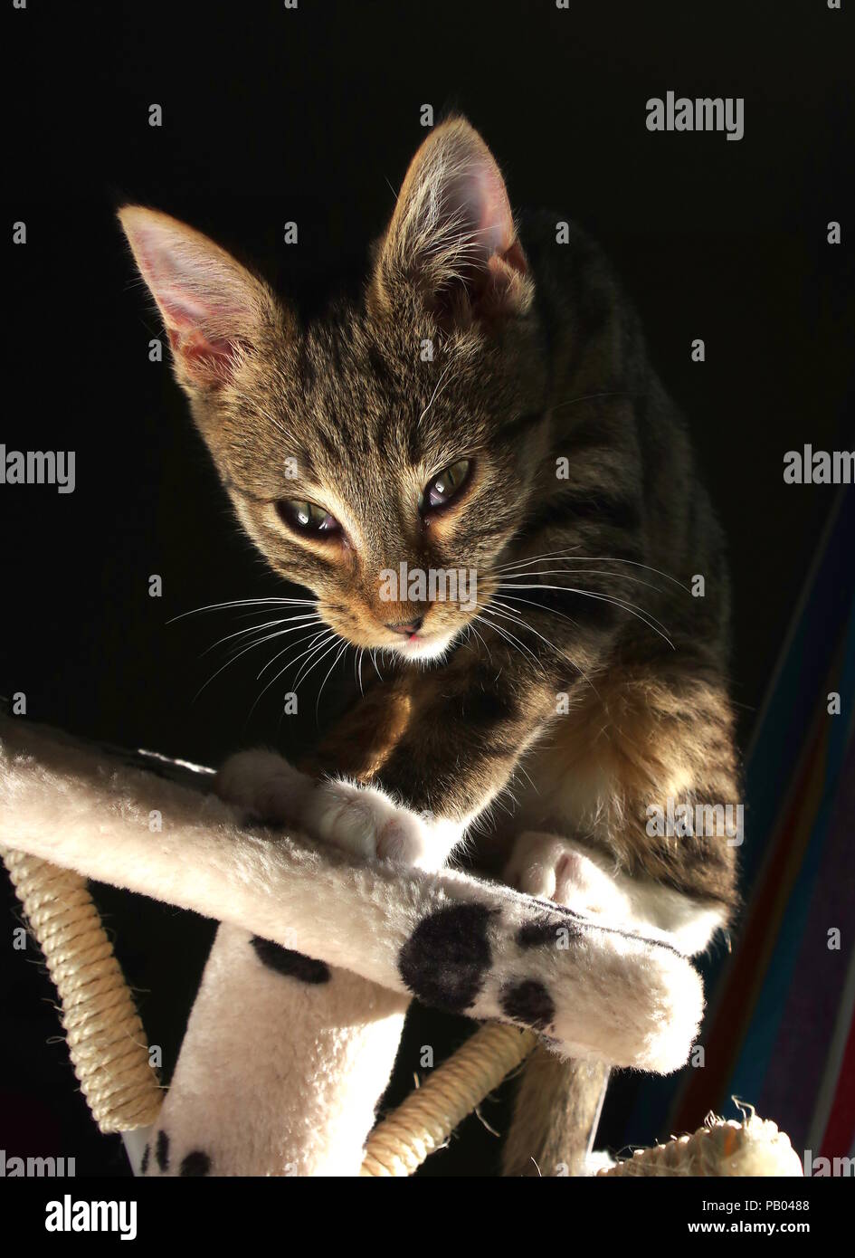 Tabby gattino e lo sfondo scuro Foto Stock