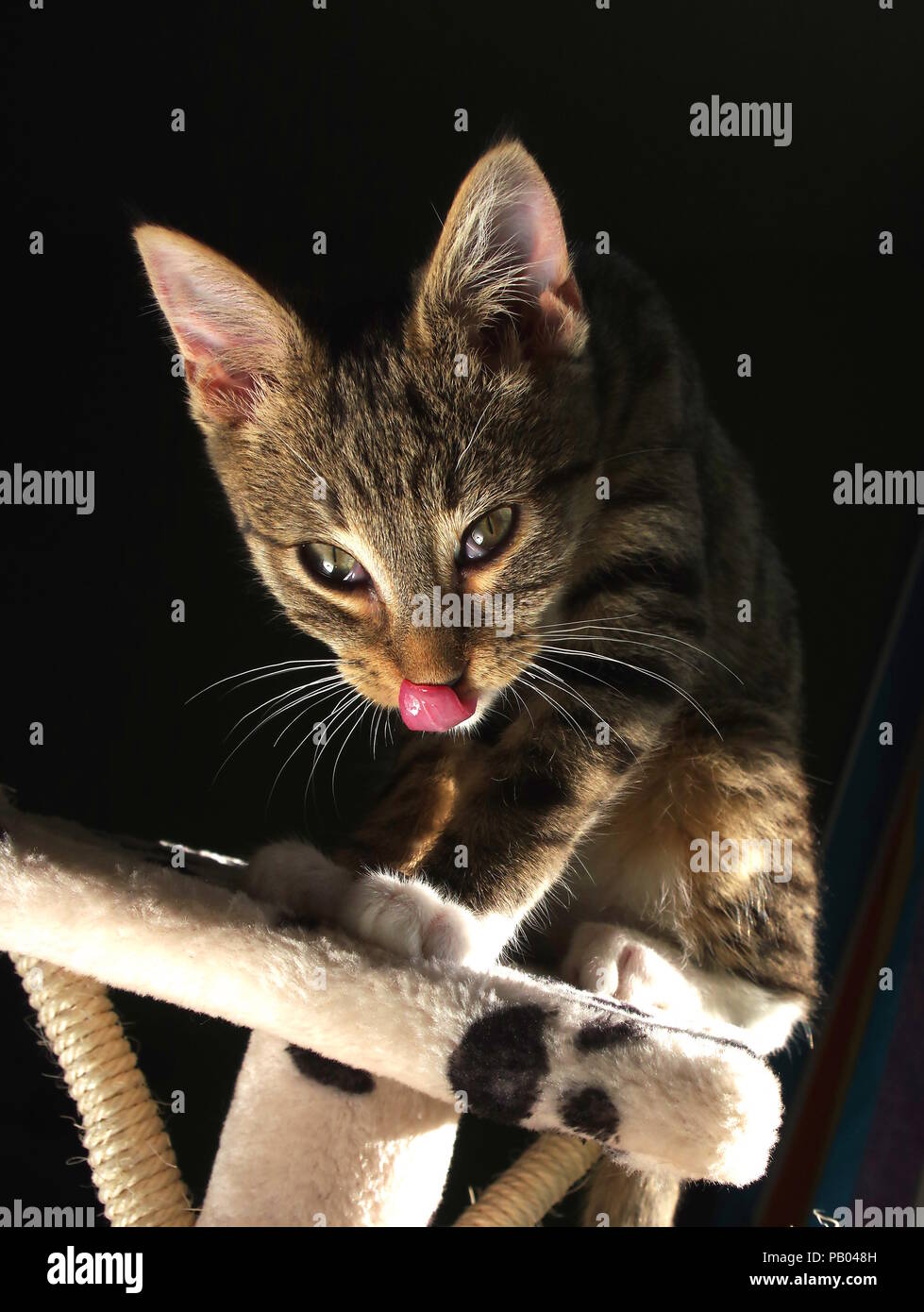 Stanco gattino Foto Stock