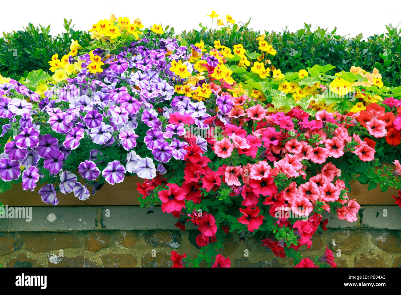 Nelle petunie , giardino frontale a parete, rosa scuro, rosso, arancione, viola, giallo, vari colori, petunia, multicolorata, misto a colori Foto Stock