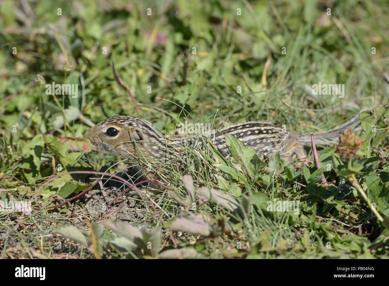 Tredici foderato di scoiattolo di terra, Ictidomys tridecemlineatus, Alberta, Canada Foto Stock