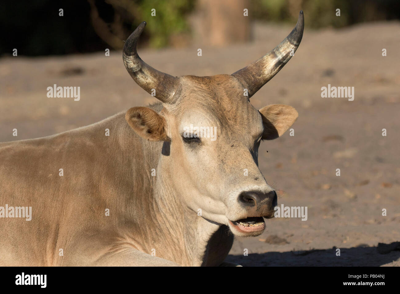 Vacca, ritratto del singolo adulto, riposo, Gambia Foto Stock