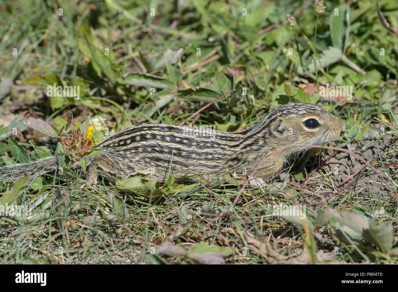 Tredici foderato di scoiattolo di terra, Ictidomys tridecemlineatus, Alberta, Canada Foto Stock