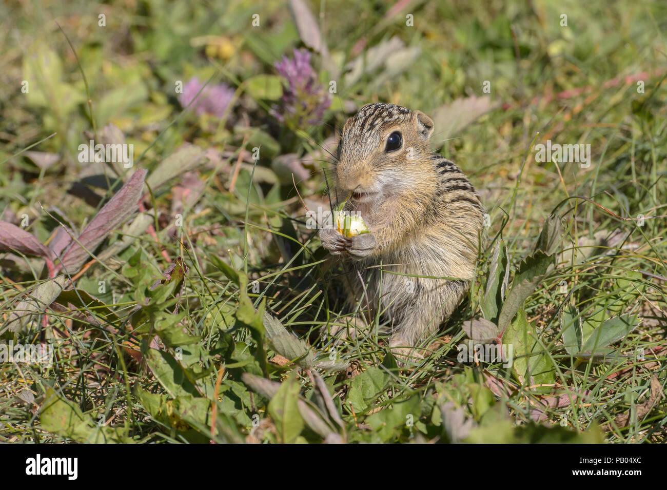 Tredici foderato di scoiattolo di terra, Ictidomys tridecemlineatus, Alberta, Canada Foto Stock