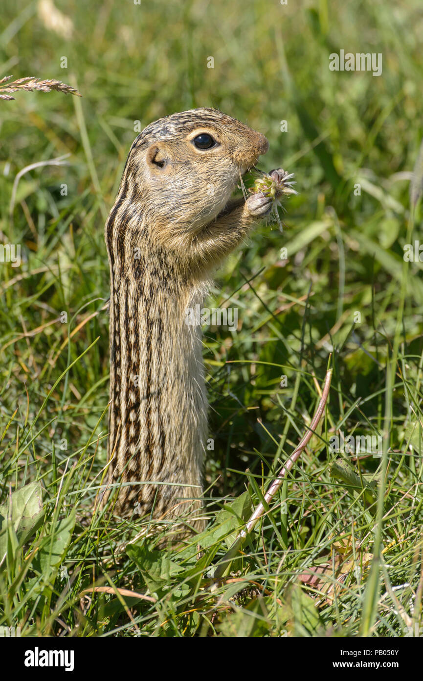 Tredici foderato di scoiattolo di terra, Ictidomys tridecemlineatus, Alberta, Canada Foto Stock