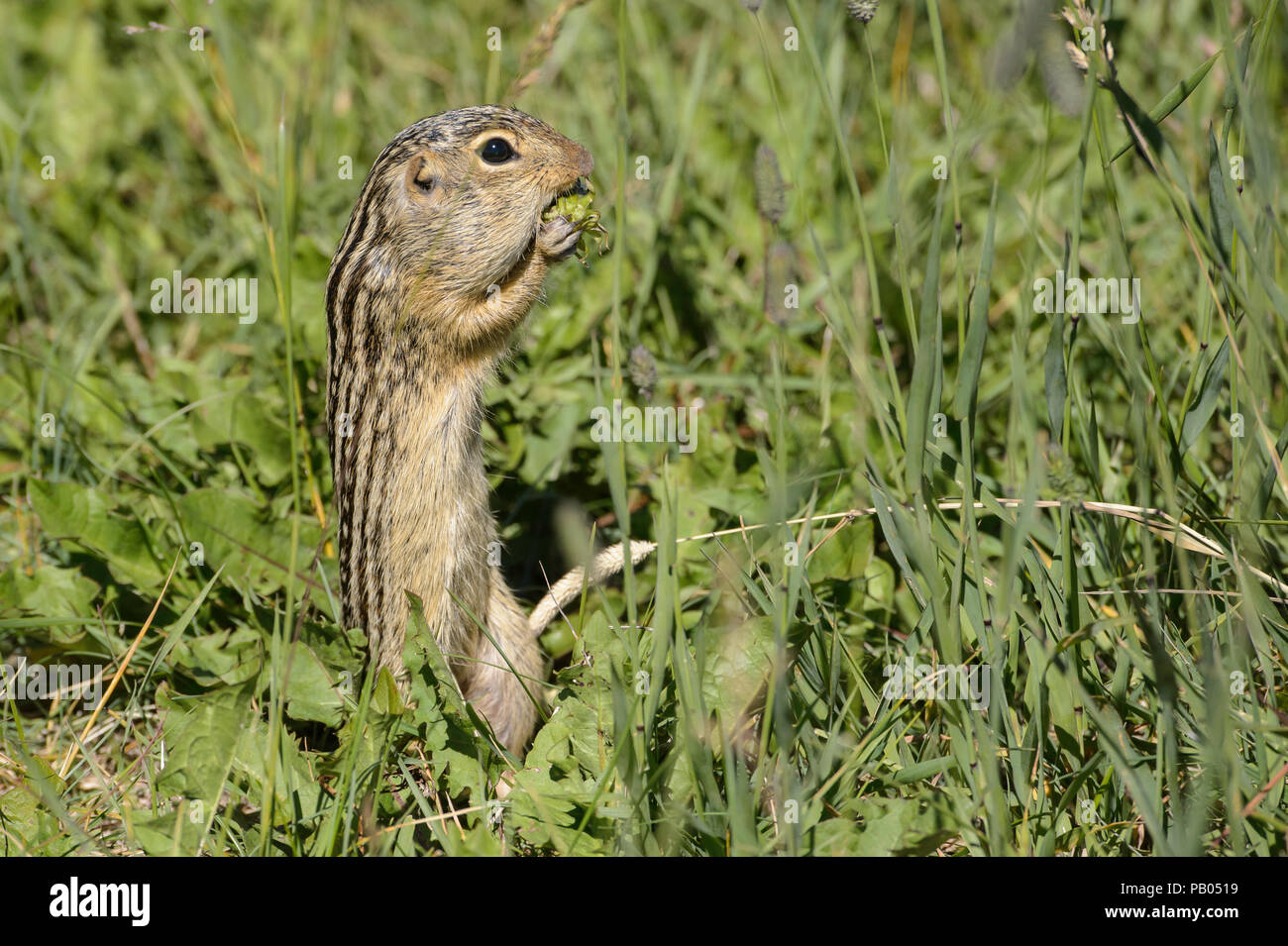 Tredici foderato di scoiattolo di terra, Ictidomys tridecemlineatus, Alberta, Canada Foto Stock