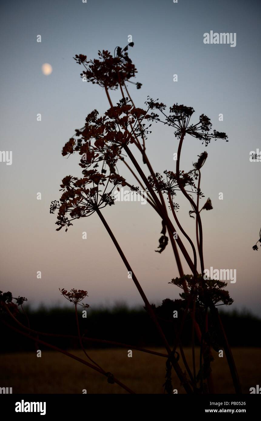 Luna crescente e hogweed seedheads in silhouette, sera, Lincolnshire, Inghilterra. Foto Stock