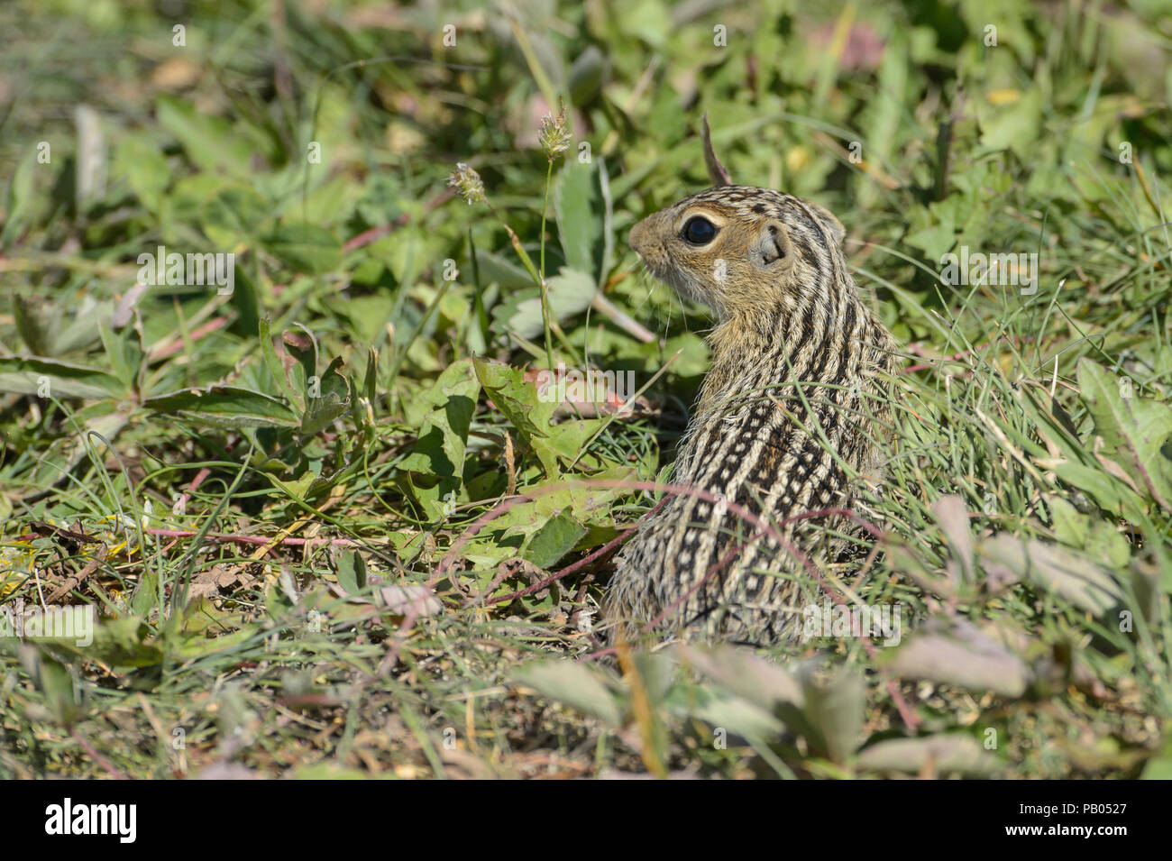 Tredici foderato di scoiattolo di terra, Ictidomys tridecemlineatus, Alberta, Canada Foto Stock