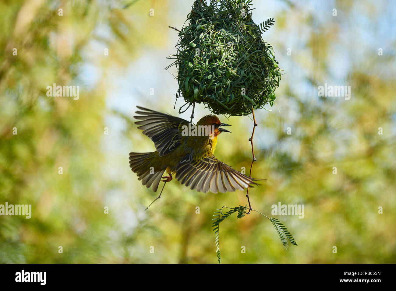 Cape Weaver bird in cammello Thorn Tree Foto Stock