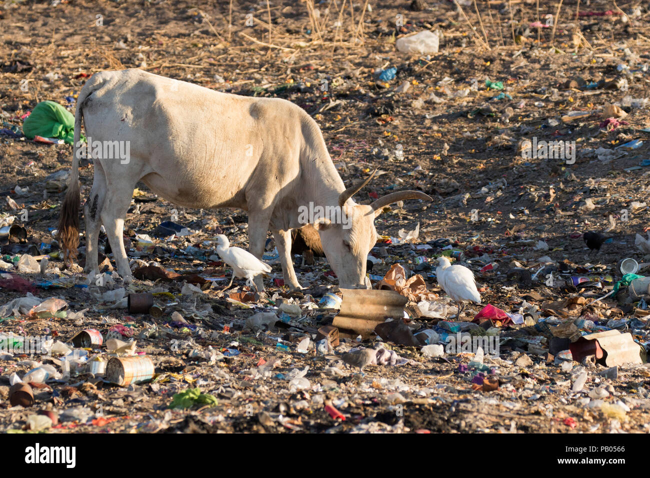 Mucca alla ricerca di cibo tra i rifiuti, con Catttle garzette, Bubulcus ibis in frequenza. La Gambia, Africa. Foto Stock