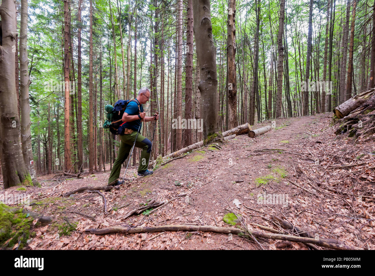 Escursionista con zaino e bastoni per escursioni passeggiate sul sentiero forestale. Lifestile sani. Foto Stock