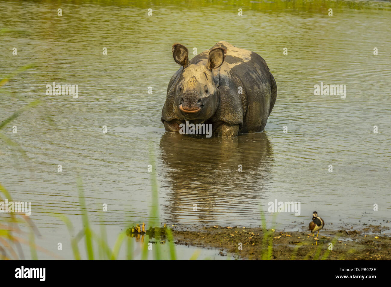 Bellissimo Indian un corno di rinoceronte. Curioso felice giovani rinoceronti. La fauna selvatica di India. Close up foto. Splendido ritratto di rinoceronti. Foto Stock