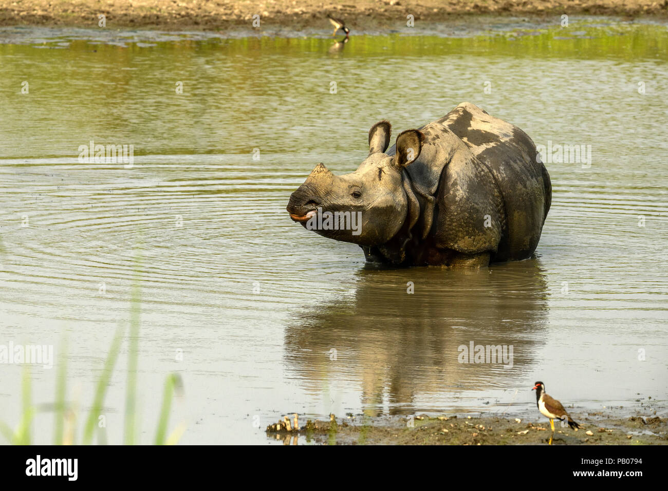 Bellissimo Indian un corno di rinoceronte. Curioso felice giovani rinoceronti. La fauna selvatica di India. Close up foto. Splendido ritratto di rinoceronti. Foto Stock