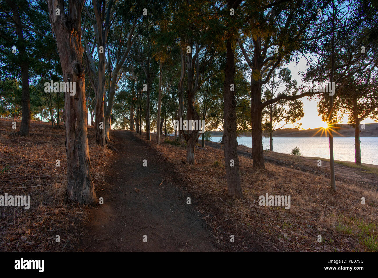 Set di sole sopra il lago di Hume mentre guardando giù viale di alberi di eucalipto. Foto Stock