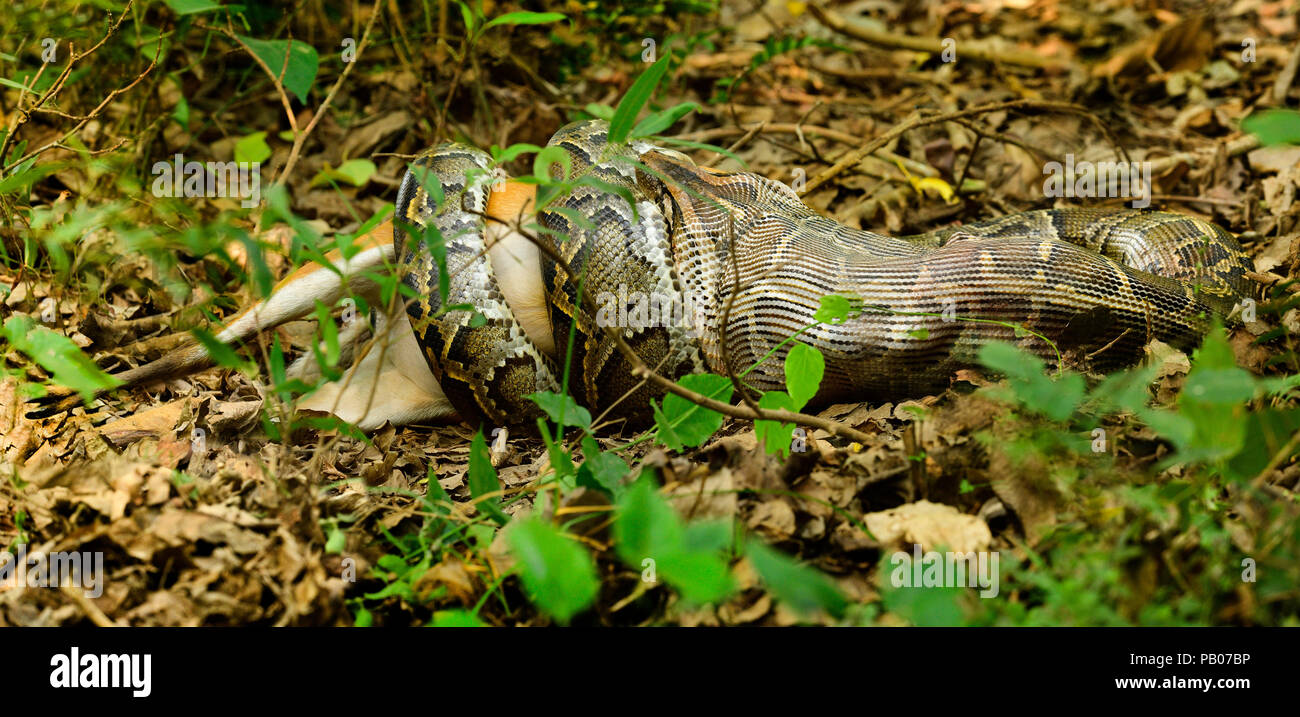 La cena è servita: Massive Indian rock python catturati da una telecamera deglutire una abbaiando tutta nel Parco Nazionale di Panna, India Foto Stock