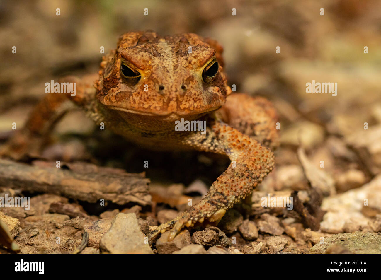 Colore arancio american toad - Bufo americanus Foto Stock