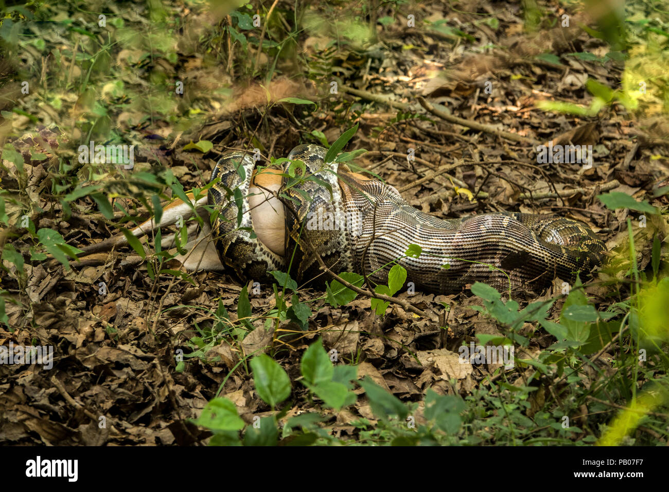La cena è servita: Massive Indian rock python catturati da una telecamera deglutire una abbaiando tutta nel Parco Nazionale di Panna, India Foto Stock