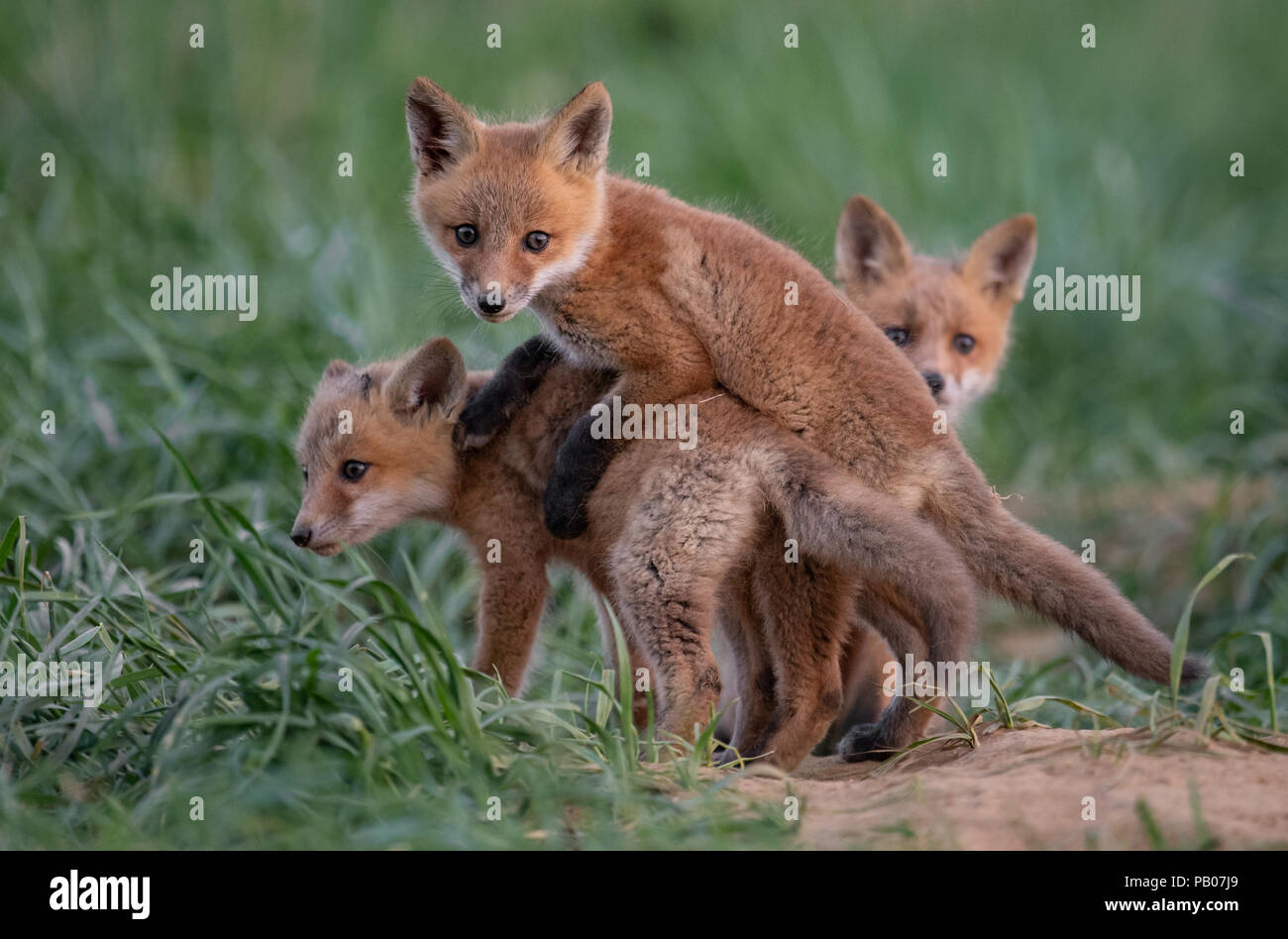 Red Fox Kit in un Den Foto Stock