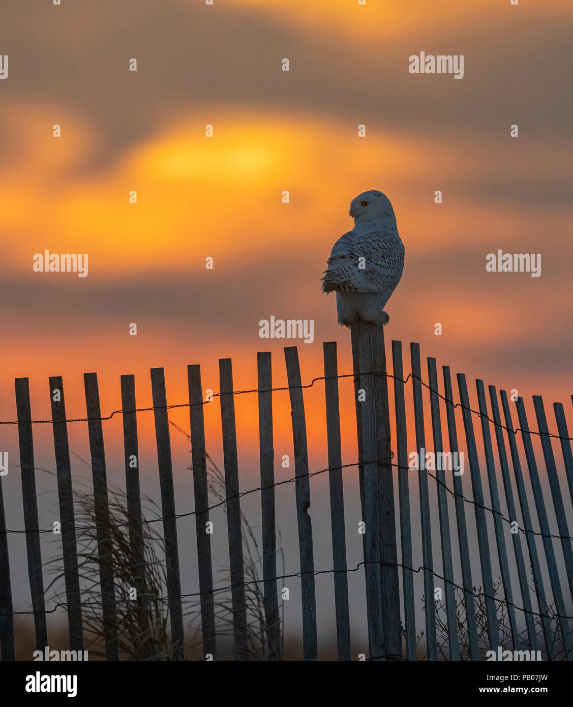 Civetta delle nevi su un palo di legno Foto Stock