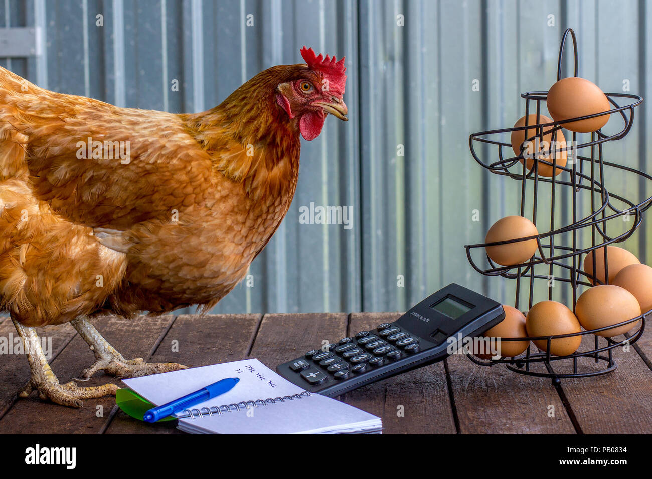 Real salvato batteria farm hen ora libero e un imprenditore libero il calcolo di produzione di uovo, account, imposta, small business Foto Stock