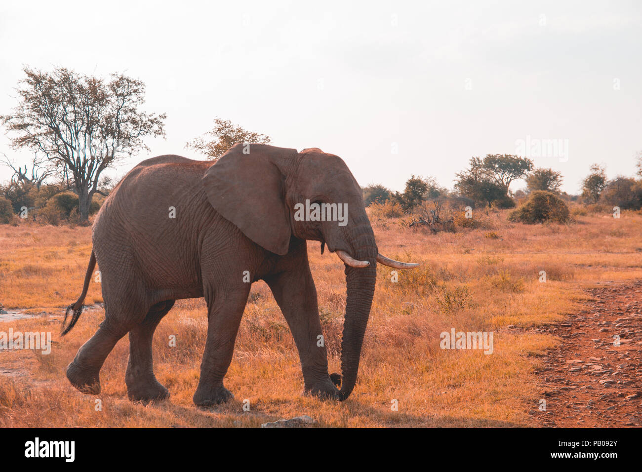 Toro giovane elefante di vitello, Madikwe Game Reserve, Sud Africa Foto Stock