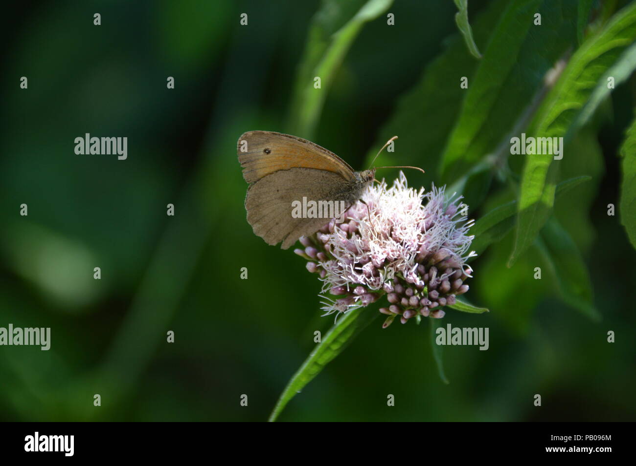Buterfly in Bad Driburg Foto Stock