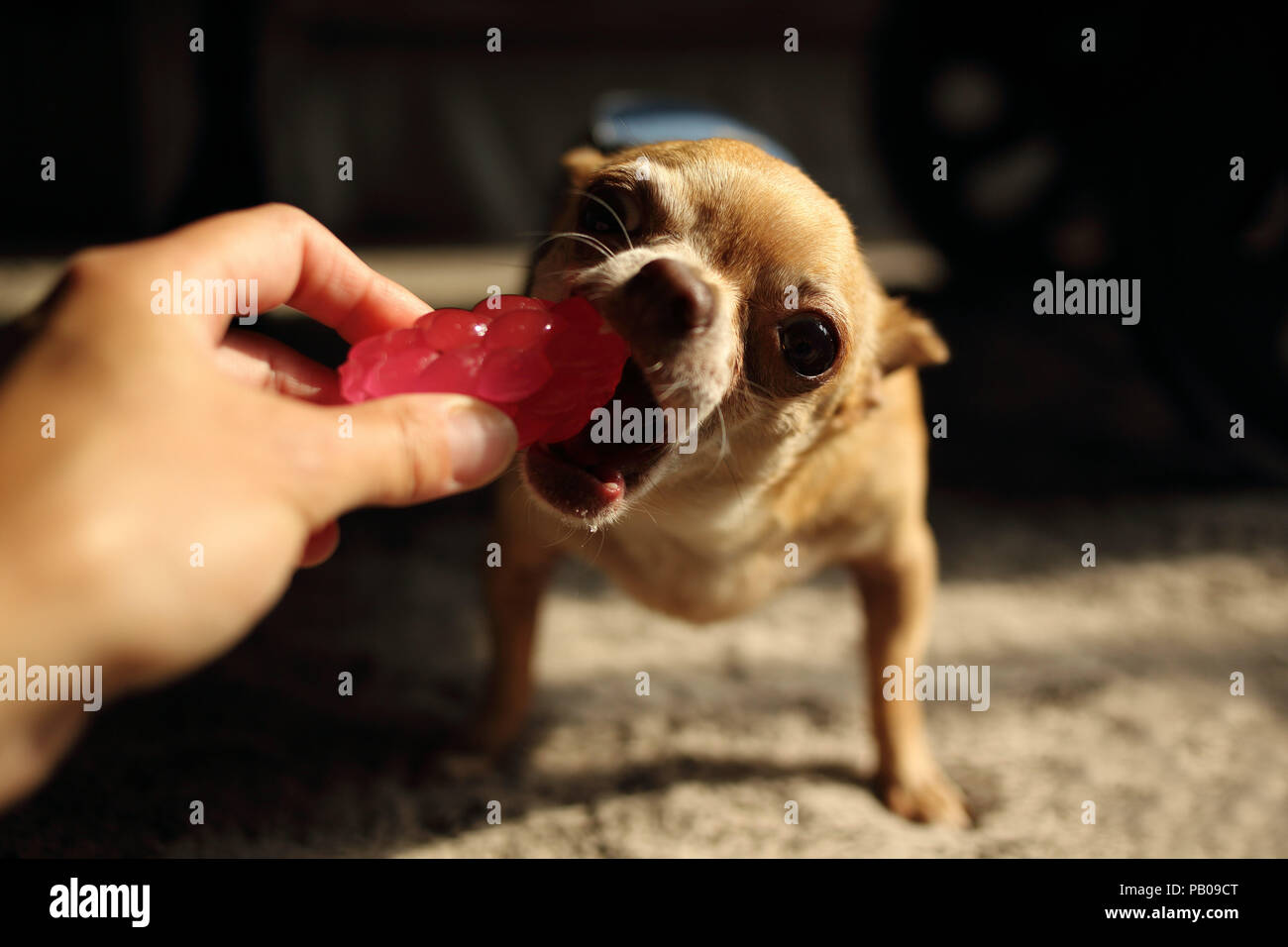 Donna che mantiene un giocattolo a giocare con il suo cane Chihuahua Foto Stock