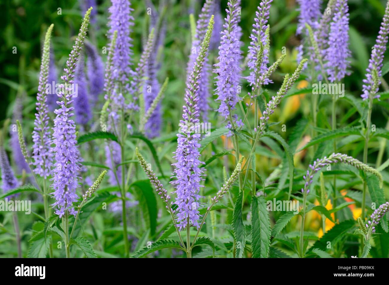 Veronica longifolia giardino speedwell longleaf speedwell Foto Stock