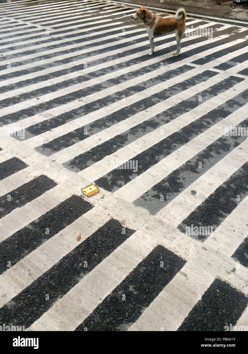 Cane randagio in piedi su una zebra crossing, New Delhi, India Foto Stock