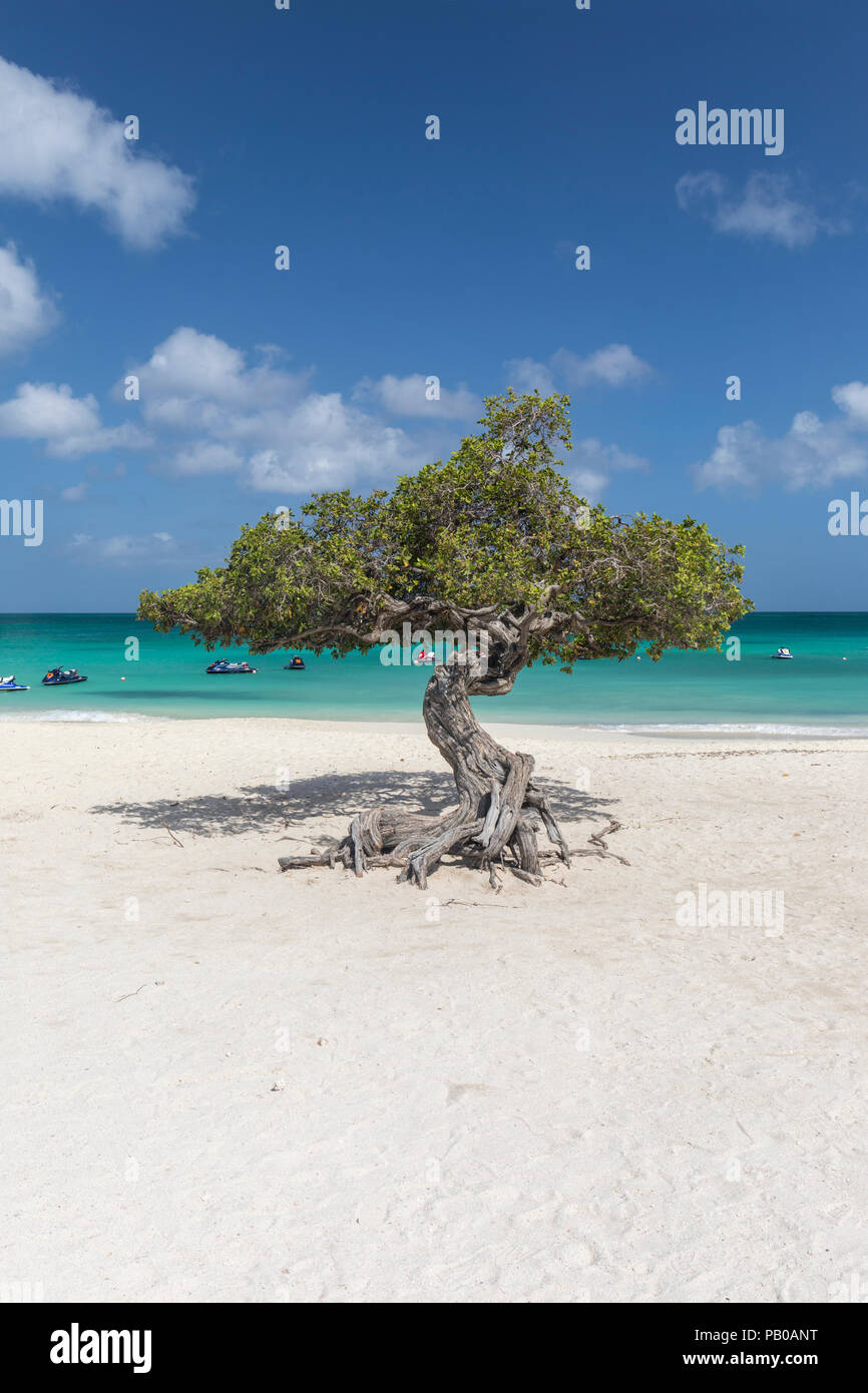 Famosi Divi Divi tree su Eagle Beach, Aruba, dei Caraibi Foto Stock