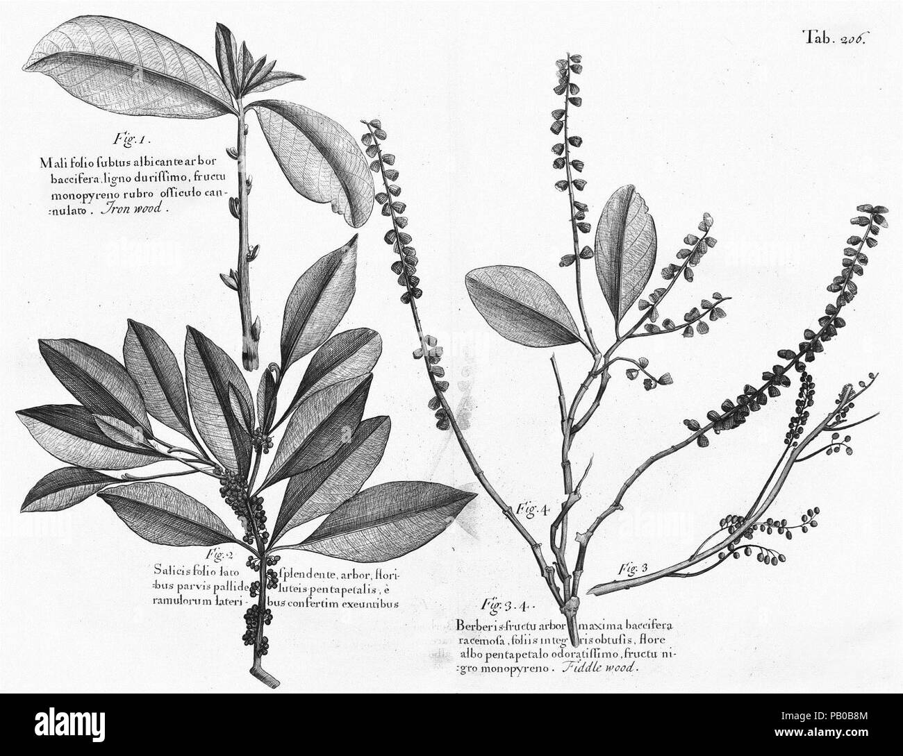 Un viaggio alle isole di Madera, Barbados, Nieves, S. Christophers e Giamaica Foto Stock