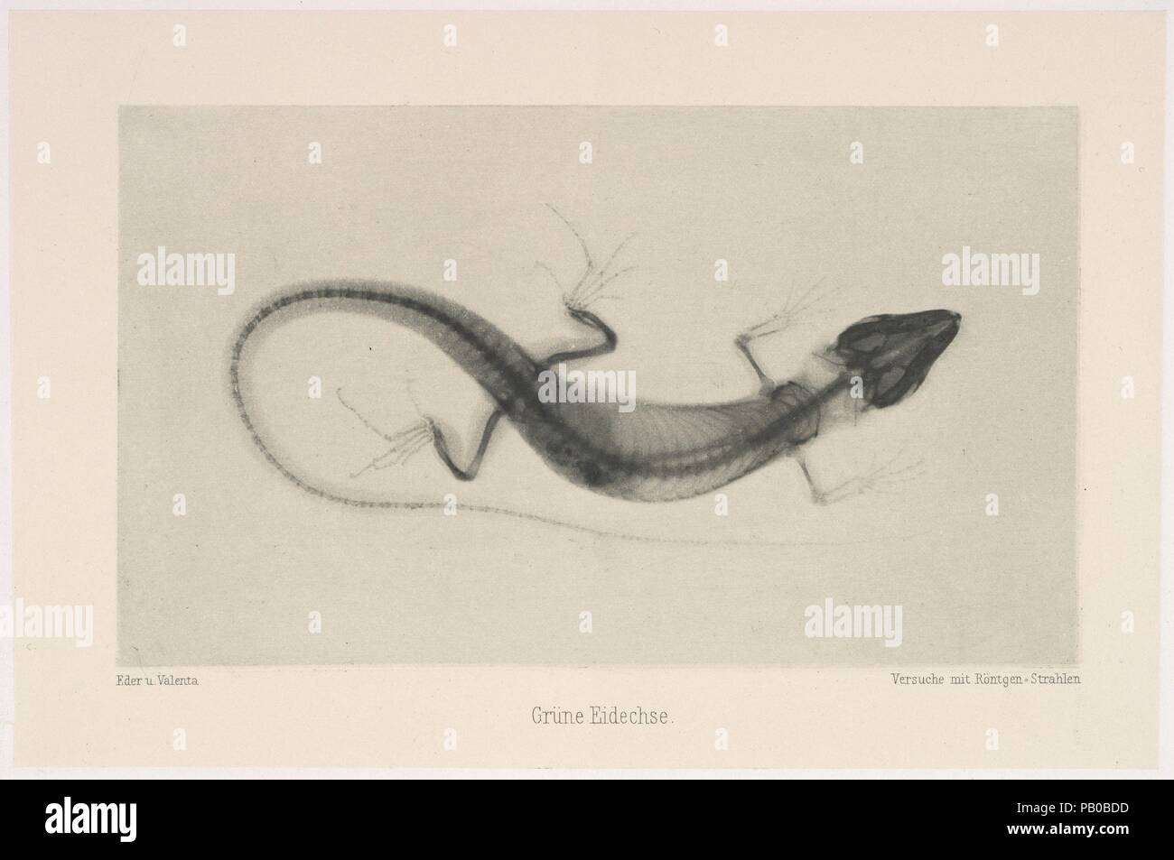 Grüne Eidechse. Artista: Josef Maria Eder (austriaca di Krems an der Donau, 1855-1944 Kitzbühel); Eduard Valenta (Austriaco, 1857-1937). Dimensioni: Immagine: 3 5/8 x 6 1/4 in. (9,2 × 15,9 cm) Piastra: 4 15/16 × 7 7/16 in. (12,5 × 18,9 cm) foglio: 13 7/8 × 19 5/8 in. (35,2 × 49,9 cm). Data: 1896. Eder era il direttore dell' Istituto per i processi di grafica e autore di un inizio di storia della fotografia. Con il photochemist Valenta, ha prodotto un portafoglio nel gennaio 1896, a meno di un mese dopo la Wilhelm Conrad Röntgen pubblicò la sua scoperta dei raggi x. Eder e Valenta il volume dal quale questo pl Foto Stock