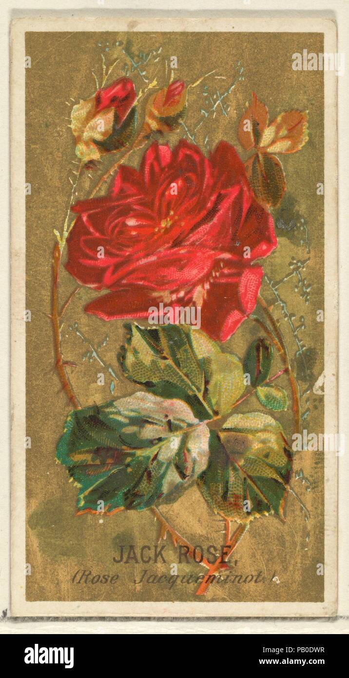 Jack Rose (Rose Jacqueminot), dai fiori serie per il vecchio giudice sigarette. Dimensioni: foglio: 2 3/4 x 1 1/2 in. (7 x 3,8 cm). Stampante: George S. Harris & Sons (American, Philadelphia). Editore: Rilasciato da Goodwin & Company. Data: 1890. 'Fiori' serie di carte commercio (N164) è stato rilasciato dal Goodwin & Company nel 1890 per promuovere il vecchio giudice sigarette. Il Metropolitan Museum of Art è proprietaria di tutte le 50 carte in serie. Museo: Metropolitan Museum of Art di New York, Stati Uniti d'America. Foto Stock