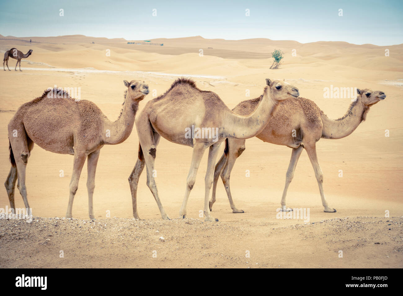 Una mandria di cammelli selvatici nel deserto vicino Al Ain, Emirati arabi uniti Foto Stock