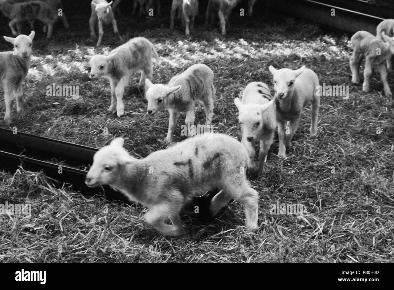 Neonato agnelli e la loro lana a Bowmont Farm, Devon Foto Stock